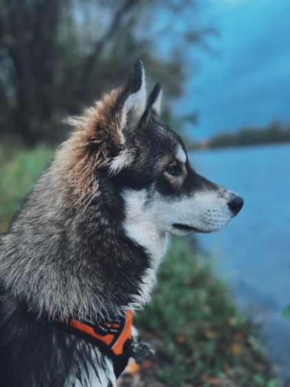 Photo de Teddy, Husky crois� Eurasier