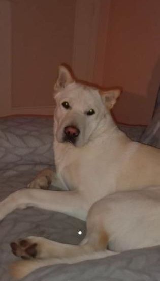 Photo de Banko, Husky crois� Shar Pei
