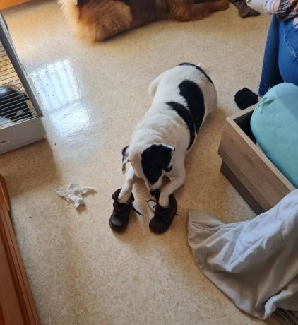 Photo de Djo, Jack Russell terrier crois�