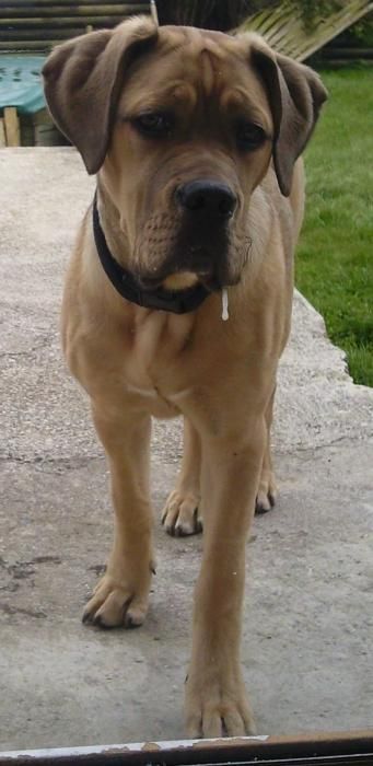 Photo d'Hina, Dogue de Bordeaux crois� Cane Corso