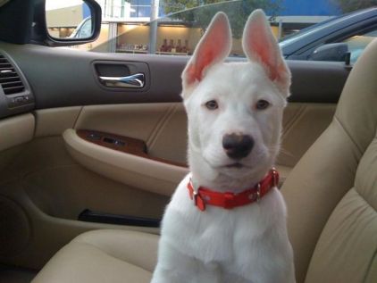 Photo de Blizare, Labrador Retriever crois� Husky