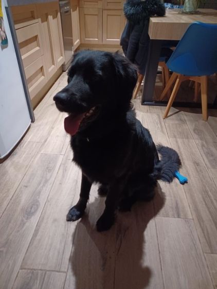 Photo de Pierce, Labrador Retriever crois�