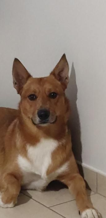 Photo de Daemon, Berger australien crois� Berger Belge Malinois