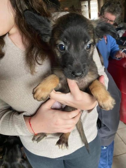 Photo de Loky, Berger Belge Malinois crois� Berger australien