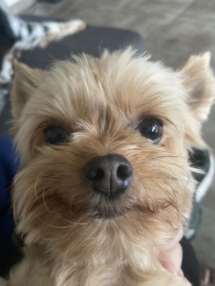 Photo de Guyzmo, Chihuahua crois� Yorkshire terrier