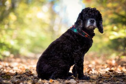 Photo de Chuck, Cocker Am�ricain pure race