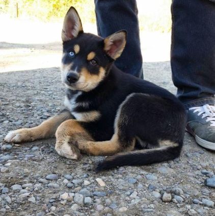 Photo de Griz, Border Collie crois� Husky