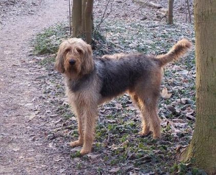 Photo de Wilson, Otterhound pure race