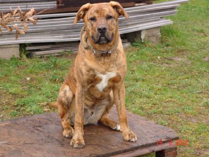 Photo de THOR, Boxer crois�