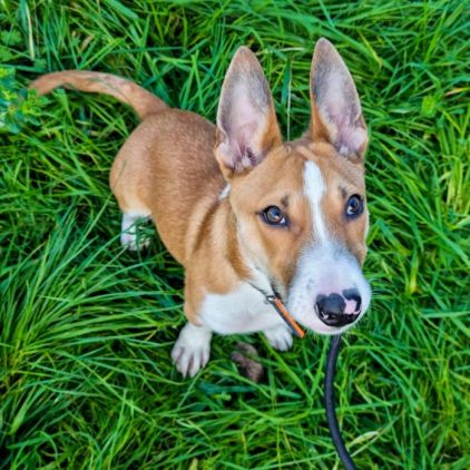 Photo de John, Basenji crois�