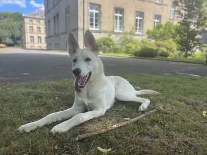 Photo de Stark, corniaud Berger blanc suisse Berger Belge Malinois