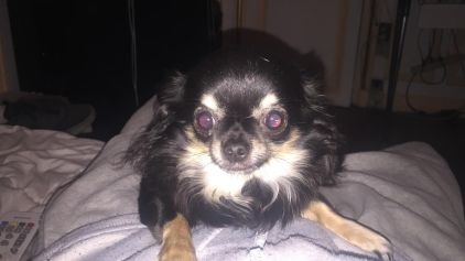 Photo de Chihuahua
