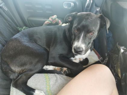 Photo de Mushu, corniaud American Staffordshire terrier Dogue argentin