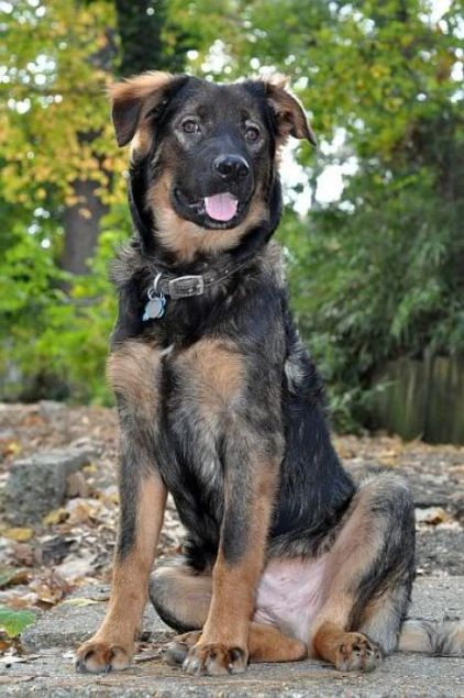 Photo de Loki, Berger Allemand crois�