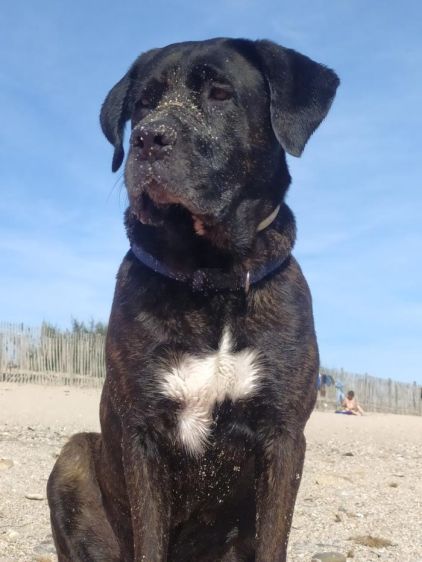 Photo de Roxie, Bouvier bernois crois� Cane Corso