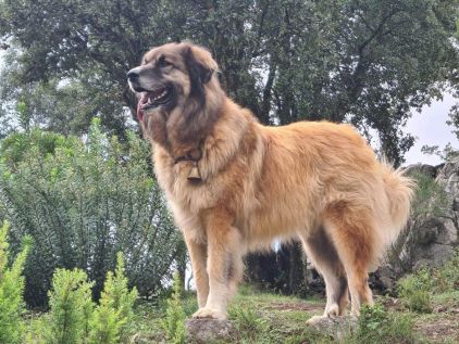 Photo de Jack, Montagne des Pyr�n�es crois�