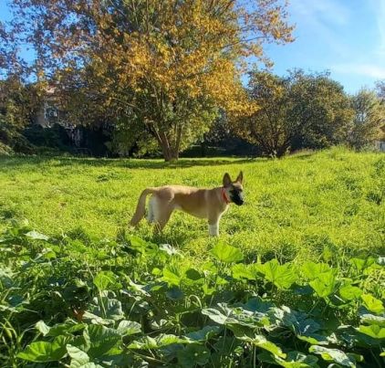 Photo de Leika, Akita crois� Berger Belge Malinois