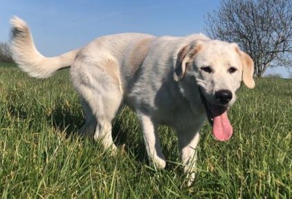 Photo de Hades, Labrador Retriever crois� Montagne des Pyr�n�es