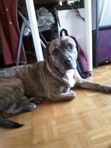 Photo de Django, Boxer pure race