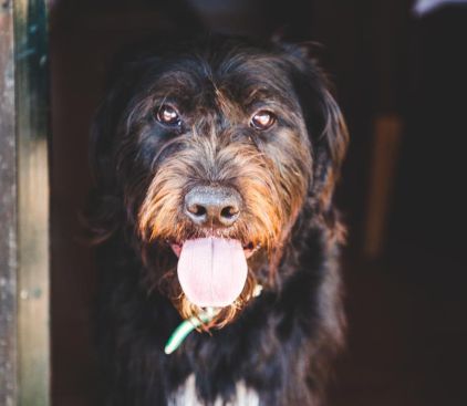 Photo de R�o, Griffon Korthals crois� Labrador Retriever