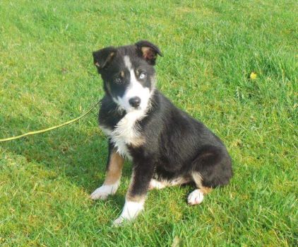 Photo de Rex, Border Collie crois�