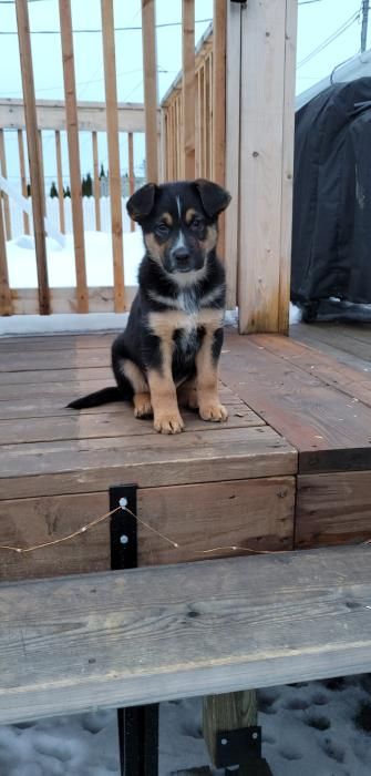 Photo de Bandit, Bouvier australien crois� Berger Allemand