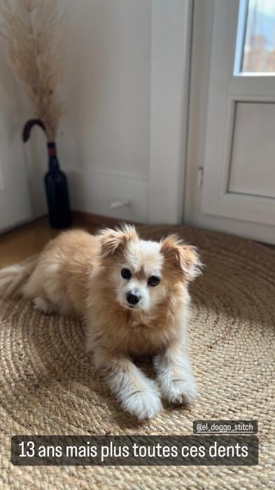 Photo de Stitch, Bichon crois� Spitz japonais