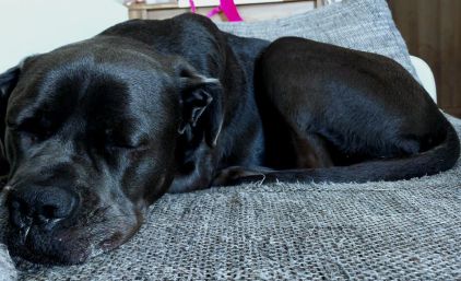 Photo de Prozium, Cane Corso pure race
