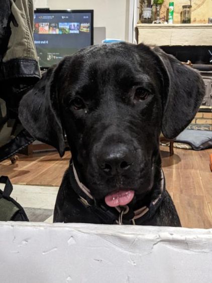 Photo de Tsuki, Cane Corso crois� Fila brasileiro