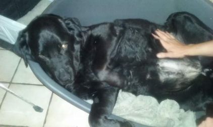 Photo de Clea, Terre-neuve crois� Beauceron