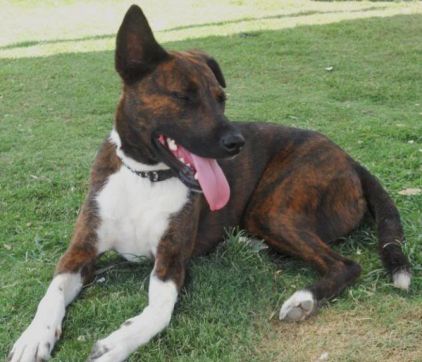 Photo de Zombie, Akita crois�
