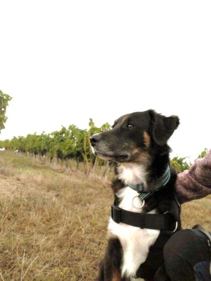 Photo de Na�ko, Border Collie crois� Beauceron