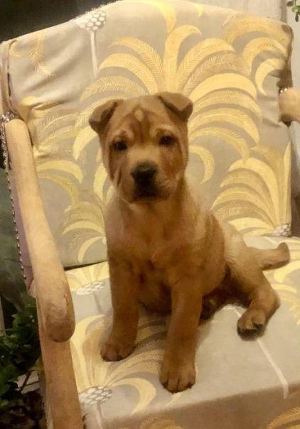 Photo de Tidjo, Shar Pei crois�
