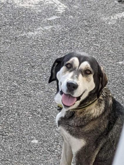 Photo de Maya, Husky crois�