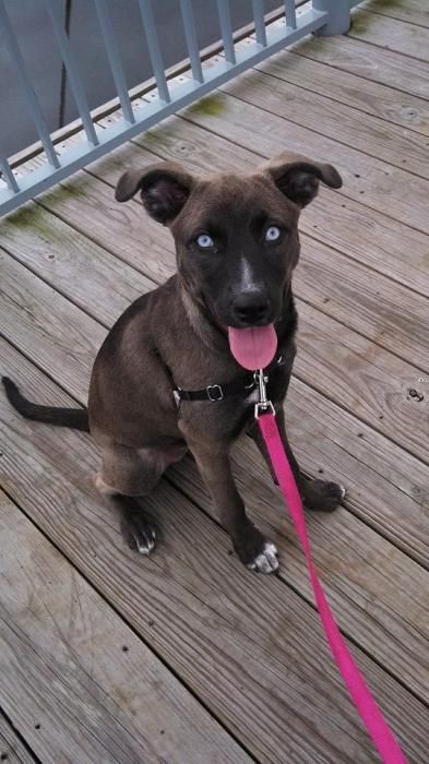 Photo de Choco, Berger Allemand crois� Husky
