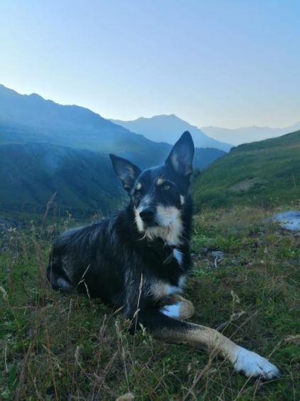 Photo de Ananda, Border Collie crois� Berger Belge Malinois