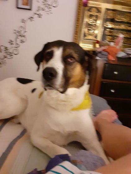 Photo d'Aaron, Dogue argentin crois� M�tin espagnol