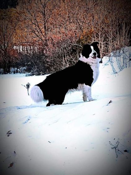 Photo de TESSLA, Samoy�de crois� Border Collie