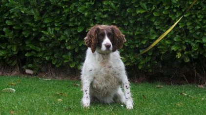 Photo de Lola, Springer anglais pure race