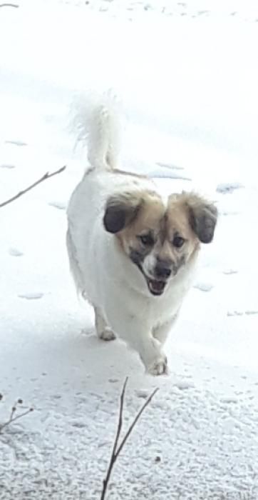 Photo de Waldow, Welsh Corgi Pembroke crois�