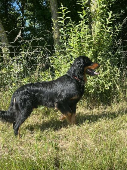 Photo de Potter, Labrador Retriever crois� Setter Gordon