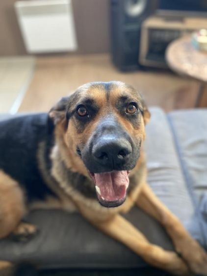 Photo de Youki, Berger Allemand crois� Beauceron
