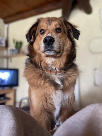 Photo de Balto, Berger Allemand crois� Bouvier bernois