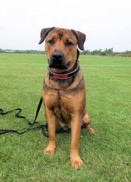 Photo de Bobo, Berger Allemand crois� Rottweiler