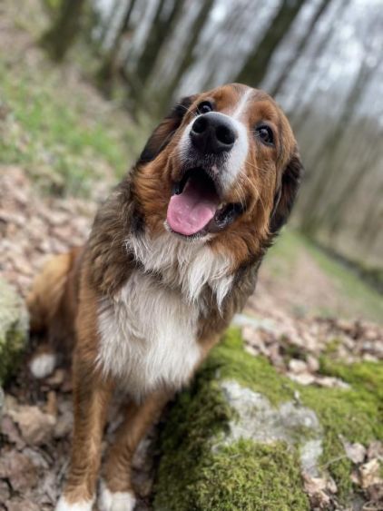 Photo de Pongo, corniaud Bouvier bernois Berger Allemand