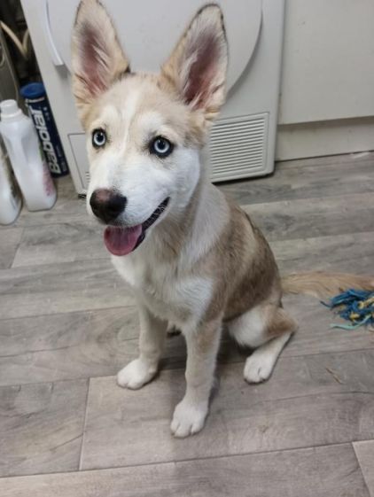Photo de Maya, Berger australien crois� Husky