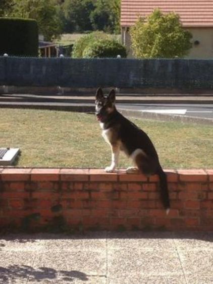 Photo de Huracan, Berger Belge Malinois crois� Husky