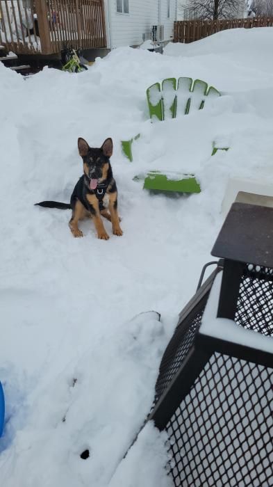 Photo de Bandit, Berger Allemand crois� Bouvier australien