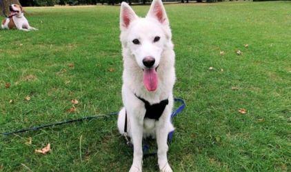 Photo de Sapphire, Berger Allemand crois� Husky