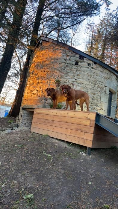 Photo de Choupette, Dogue de Bordeaux pure race